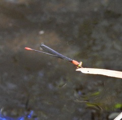 Teinobasis rufithorax