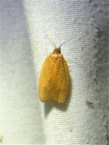 Sparganothis demissana photo 2