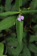 Impatiens minor