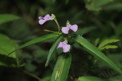 Impatiens minor