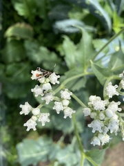 Synanthedon acerrubri