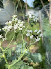 Synanthedon acerrubri