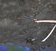 Teinobasis rufithorax