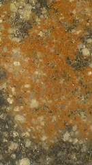 Polycauliona luteominia