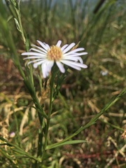 Symphyotrichum subulatum