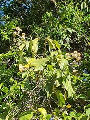 Dendropanax