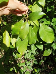 Dendropanax