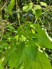 Dendropanax