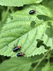 Syphrea flavicollis