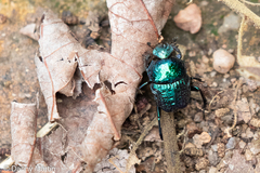 Gymnopleurus cyaneus