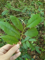 Chrysophyllum argenteum