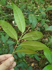 Chrysophyllum argenteum