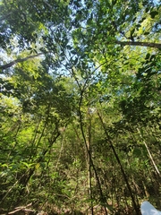 Chrysophyllum argenteum