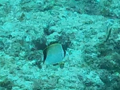 Chaetodon sedentarius