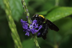 Xylocopa ruficornis
