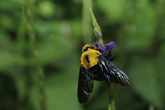 Xylocopa ruficornis