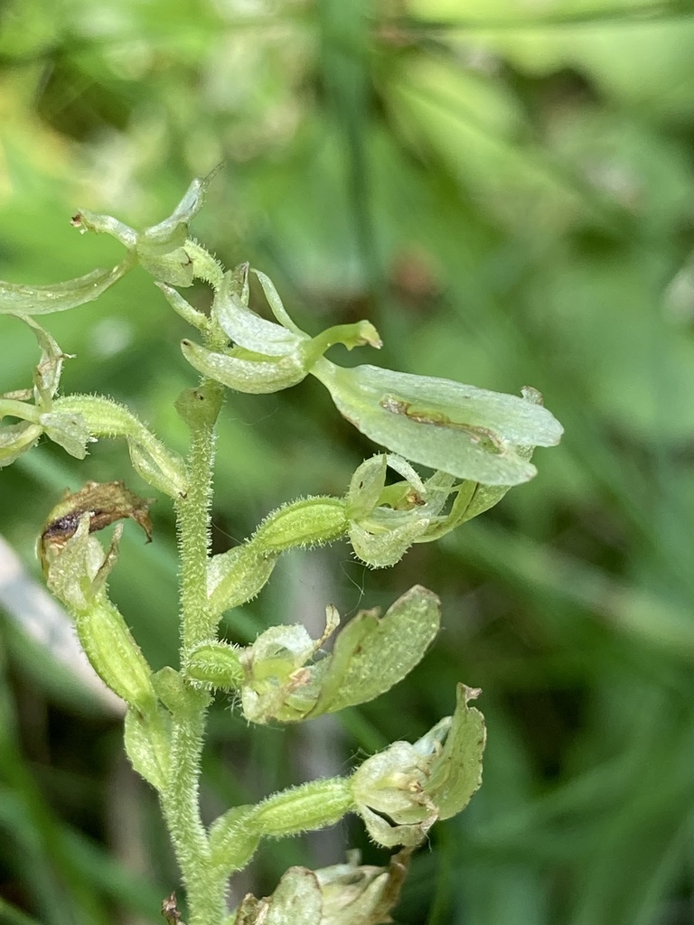 Broad-lipped Twayblade in July 2021 by Rea Orthner · iNaturalist