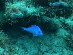Hypoplectrus gemma