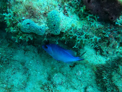 Hypoplectrus gemma