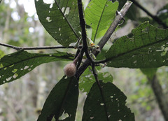Siparuna aspera, photograph (c) David Sánchez-Gómez, some rights reserved (CC BY)