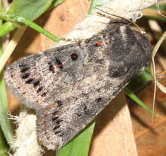 Proteuxoa rubripuncta