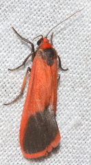 Scoliacma bicolora
