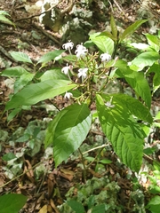 Palicourea domingensis