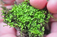 Claopodium whippleanum