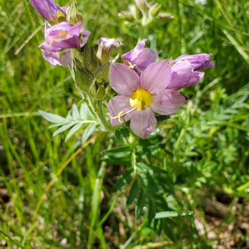 Image of Polemonium Apachianum (Polemonium apachianum) by (c) Laura Gaudette, some rights reserved (CC BY)
