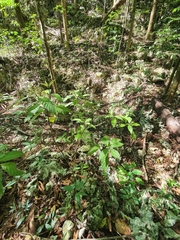 Palicourea domingensis