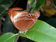 Abisara saturata kausambioides