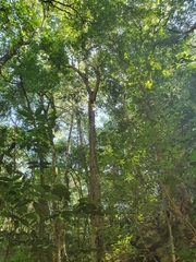 Alchornea latifolia