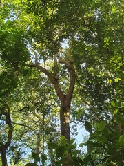 Alchornea latifolia