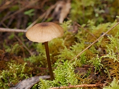 Entoloma readiae