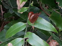 Abisara saturata kausambioides