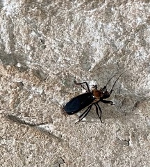 Rhiginia cinctiventris