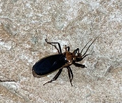 Rhiginia cinctiventris