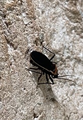 Rhiginia cinctiventris