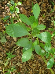 Picardaea cubensis