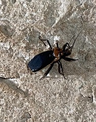 Rhiginia cinctiventris