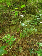 Picardaea cubensis