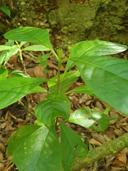 Picardaea cubensis