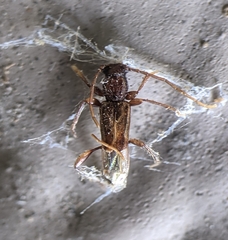 Nathrius brevipennis