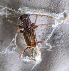 Nathrius brevipennis