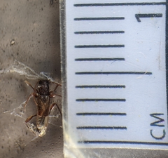 Nathrius brevipennis