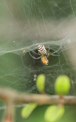 Prosoponoides sinense