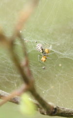 Prosoponoides sinense