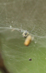 Prosoponoides sinense