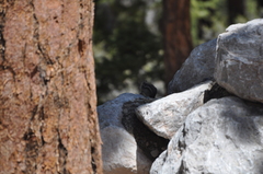 Callospermophilus lateralis certus