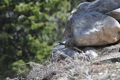 Callospermophilus lateralis certus